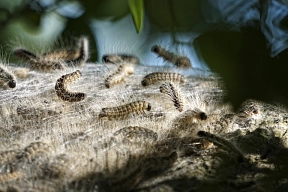 Auf dem Foto erkennt man mehrere Eichenprozessionsspinner (Insekten)&nbsp;&copy;&nbsp;Pixabay.com - LeeleeUusikuu