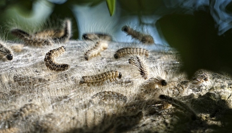 Auf dem Foto erkennt man mehrere Eichenprozessionsspinner (Insekten)